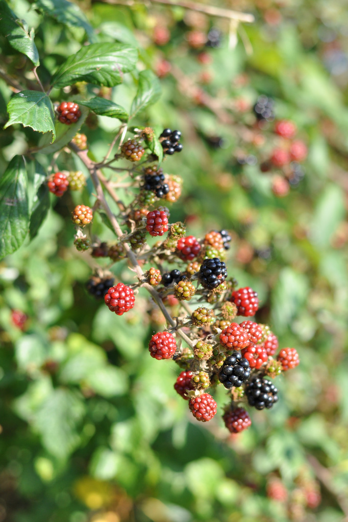 blackberries from the autumn