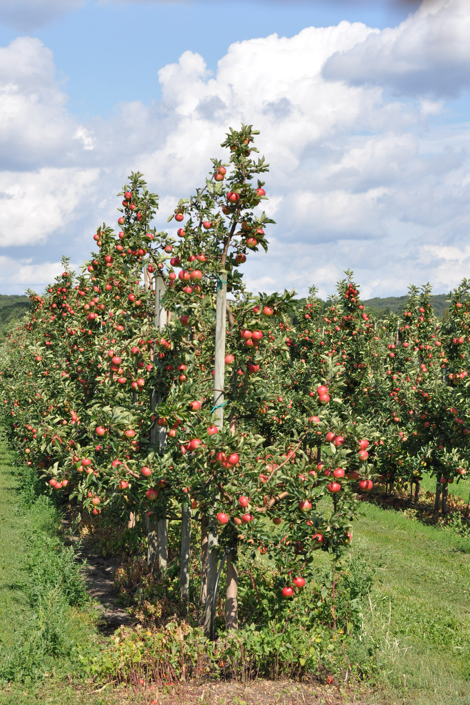 Apple tree, Kivik